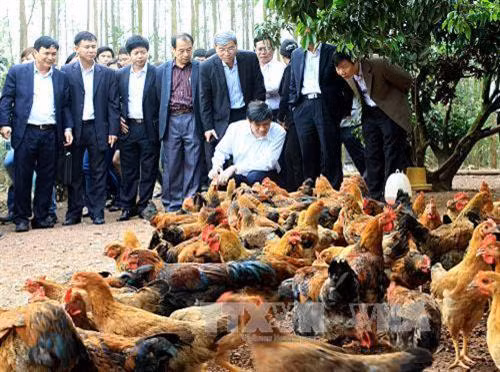 Gà đồi Yên Thế là một "đặc sản" của Bắc Giang được người tiêu dùng nhiều nơi ưa thích lựa chọn. Ảnh: Dương Ngọc – TTXVN