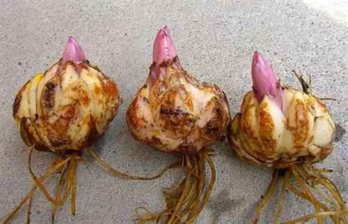 Củ giống hoa lily. Ảnh :baomoi.com
