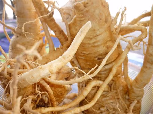 Củ đinh lăng . Ảnh : thaoduocvietnam.com.vn