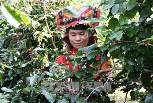 Đại diện một nhà nông đua tài hái cà phê. Ảnh: Nguyễn Cường - TTXVN