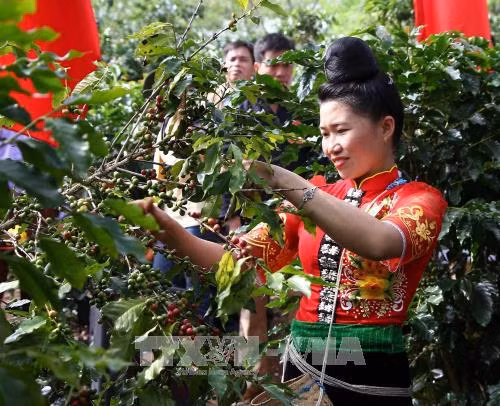 Đại diện một nhà nông đua tài hái cà phê. Ảnh: Nguyễn Cường - TTXVN