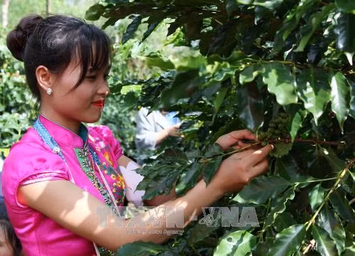 Đại diện một nhà nông đua tài hái cà phê. Ảnh: Nguyễn Cường - TTXVN