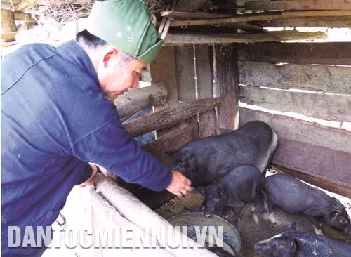 Ông Lỳ Xuyến Phù luôn đi đầu trong việc xây dựng mô hình mới, áp dụng giống mới kết hợp với khoa học - kỹ thuật trong sản xuất