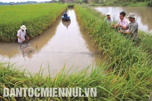 Áp dụng mô hình canh tác tôm - lúa ứng phó hạn hán và xâm nhập mặn