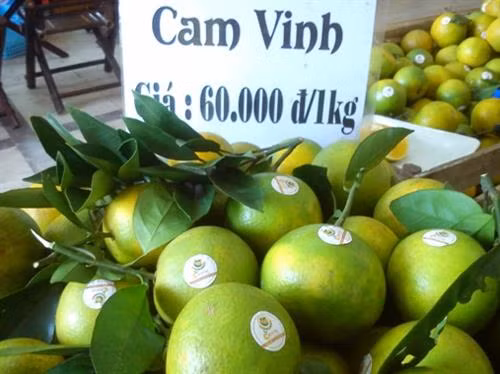 Giá cam Vinh cao từ đầu mùa. Ảnh: camvinh.net