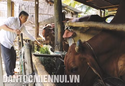 Nhờ chăn nuôi bò thịt, gia đình ông Mai văn nguyện ở xã An Hiệp, huyện Ba Tri đã thoát nghèo