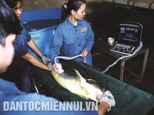 Khi đủ tuổi, cá tầm được đưa ra khỏi vùng nuôi để siêu âm, chuẩn bị cho quá trình lấy trứng