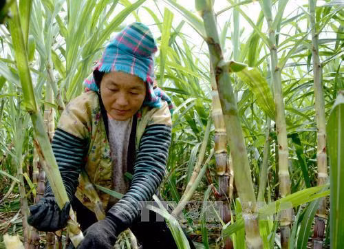 Người dân Pú Nhung tích cực lao động, sản xuất đời sống từng bước nâng lên. Ảnh: Văn Dũng - TTXVN