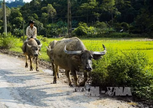 Người dân Pú Nhung tích cực lao động, sản xuất đời sống từng bước nâng lên. Ảnh: Văn Dũng - TTXVN
