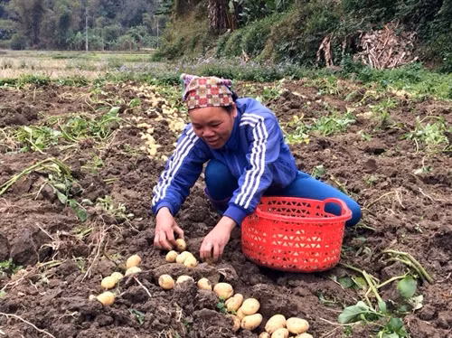 Người dân xã Địa Linh, huyện Ba Bể thu hoạch khoai tây.