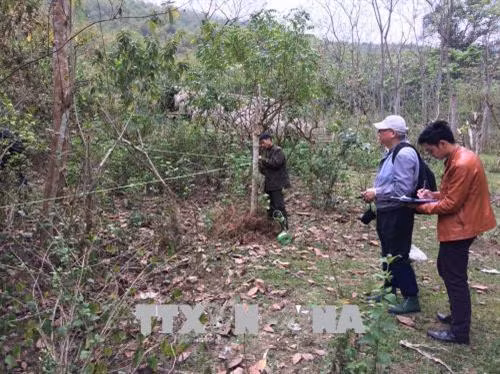 Cán bộ lâm nghiệp đang khoanh vùng các loài thực vật xâm lấn tại Khu bảo tồn thiên nhiên Pù Hu. Ảnh: Nguyễn Nam-TTXVN