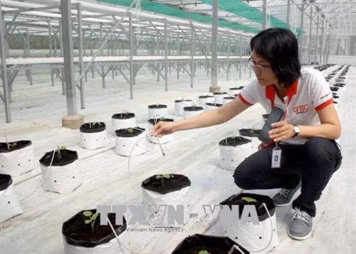 Chuyên gia QTSC thực nghiệm dùng điện thoại thông minh điều khiển công nghệ tưới nhỏ giọt. Ảnh: Tiến Lực - TTXVN
