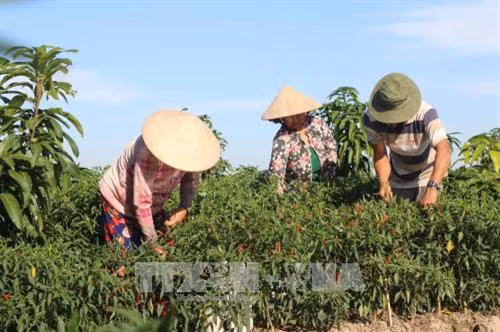 Hiện có nhiều nơi, người trồng ớt lãi hơn 200 triệu đồng/ha. Ảnh: Nguyễn Văn Trí - TTXVN