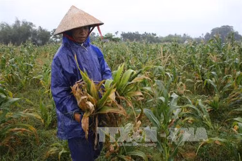 Ruộng ngô bị bệnh ở xã Hương Toàn, thị xã Hương Trà, tỉnh Thừa Thiên- Huế. Ảnh: Hồ Cầu-TTXVN
