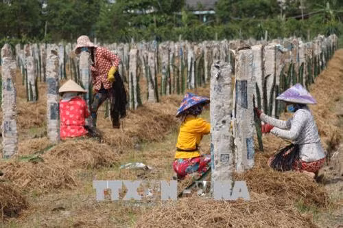 Trồng thanh long ở xã ven biển Kiểng Phước, Gò Công Đông. Ảnh: Minh Trí – TTXVN