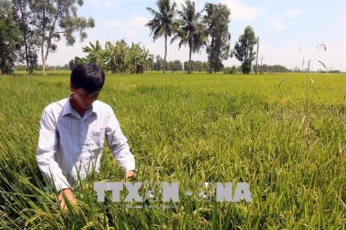 Xã viên Hợp tác xã nông nghiệp Đường Gỗ Lộ thăm cánh đồng trồng giống lúa Nhật. Ảnh: Lê Sen - TTXVN