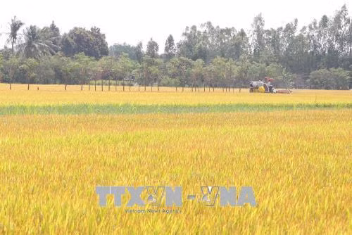 Thu hoạch lúa vụ đông xuân tại huyện Gò Công Đông. Ảnh: Nam Thái – TTXVN