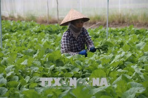 Chăm sóc cải xanh trong vụ Đông Xuân 2017 - 2018 ở Gò Công Đông. Ảnh: Minh Trí - TTXVN