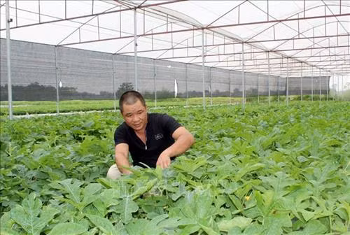 Mô hình trồng dưa hấu sạch cho thu nhập 300 triệu/năm của gia đình anh Hỏa Văn Sự tại xã Nga Trung, huyện Nga Sơn. Ảnh: Nguyễn Nam - TTXVN