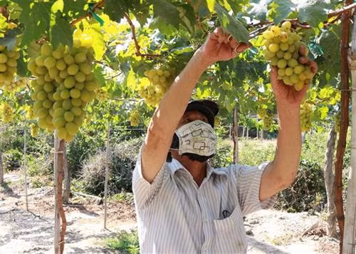 Mô hình trồng nho xanh NH 01 – 48 an toàn của nông dân xã Phước Thuận (huyện Ninh Phước, Ninh Thuận) cho hiệu quả kinh tế cao. Ảnh: Nguyễn Thành – TTXVN