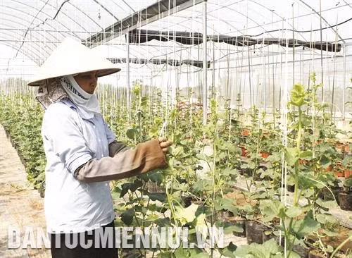 Cần cắt tỉa lá và bấm ngọn, làm giàn cho dưa leo