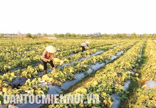 Dưa lưới thích hợp trồng ở vùng đất có khí hậu ấm áp