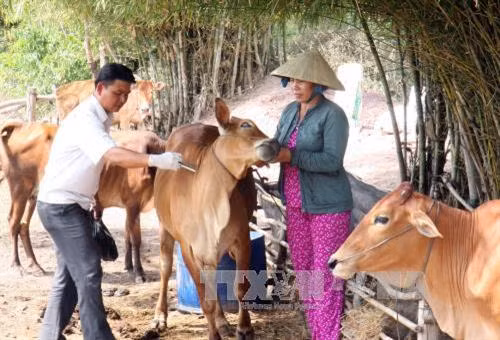 Nhân viên Thú y tiêm vắc xin phòng dịch bệnh trên đàn gia súc chăn nuôi theo quy mô nông hộ ở các xã biên giới thuộc thị xã Kiến Tường (Long An). Ảnh: Đình Huệ - TTXVN