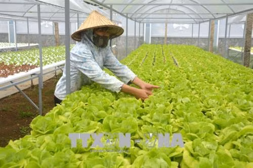 Một vườn rau thủy canh tại quận Sơn Trà do anh Phong thiết kế. Ảnh: Đinh Văn Nhiều - TTXVN