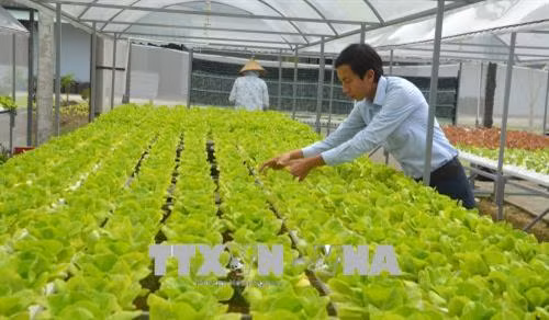 Một vườn rau thủy canh tại quận Sơn Trà do anh Phong thiết kế. Ảnh: Đinh Văn Nhiều - TTXVN