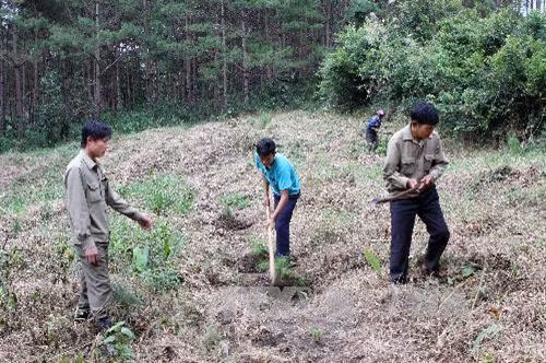 Trồng rừng tại một hộ dân được giao khoán ở huyện Di Linh, tỉnh Lâm Đồng. Ảnh: Quang Quyết - TTXVN