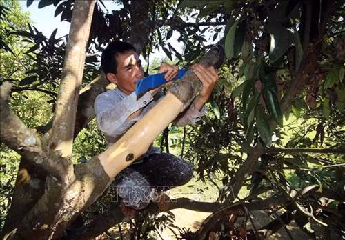 Người dân khai thác vỏ quế trên 10 năm tuổi. Ảnh: Đỗ Trưởng - TTXVN