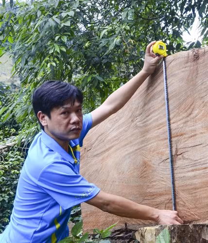 Thân gỗ nghiến có đường kính 80cm vừa bị lâm tặc đốn hạ.