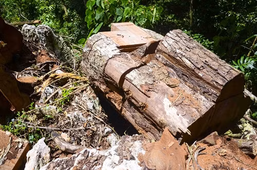Rừng chảy máu nghiêm trọng khi những cây gỗ nghiến cổ thụ bị đốn hạ