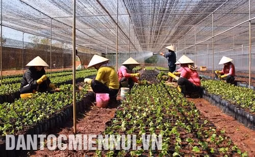 Thành phố Buôn Ma Thuột chú trọng phát triển nông nghiệp ứng dụng công nghệ cao, ổn định và bền vững. Ảnh: Phạm Cường Đời sống vật chất và tinh thần của người dân sinh sống trên địa bàn thành phố Buôn Ma Thuột ngày càng được cải thiện. Ảnh: Phạm Cường
