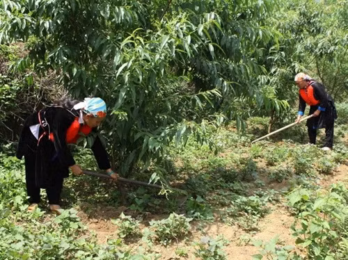 Già làng Hồ Sỹ Thi đi đầu trong mặt trận chống đói nghèo ảnh 1