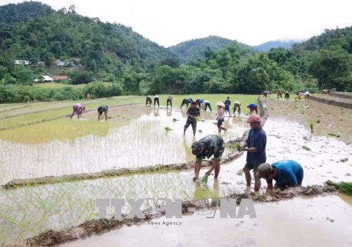 Bộ đội Đồn Biên phòng Sen Thượng (huyện Mường Nhé) tham gia giúp dân sản xuất nông nghiệp. Ảnh: Xuân Tiến - TTXVN