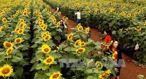 Cánh đồng hoa hướng dương ở Nghĩa Đàn (Nghệ An) ảnh 1