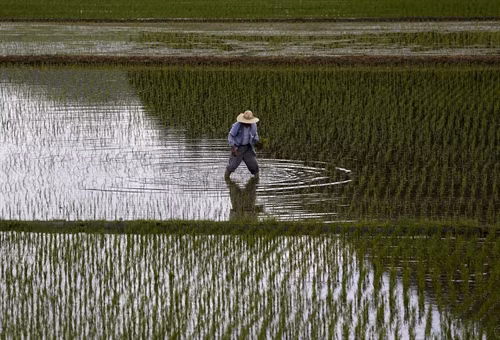 Cánh đồng lúa tại Satsumasendai, quận Kagoshima, Nhật Bản ngày 8/7. Reuters/ TTXVN