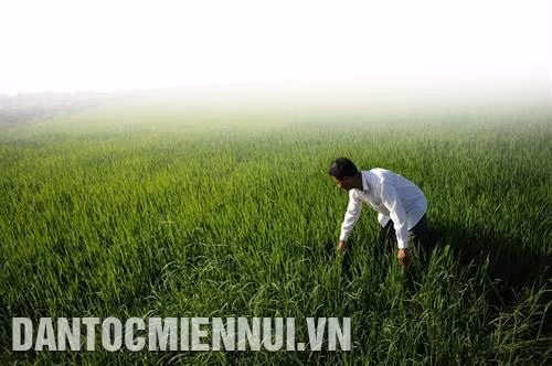 Ông Lâm Se tâm niệm mình phải luôn nâng cao trình độ lao động, sản xuất. Ảnh: An Hiếu Vốn là nông dân cần cù, chịu khó, ông Lâm Se còn nuôi 17 con bò sữa. Ảnh: An Hiếu Ông Lâm Se trên cánh đồng lúa cao sản của gia đình . Ảnh: An Hiếu