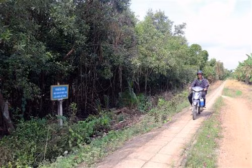 Dự án xây dựng kè đê, gây bồi, tạo bãi trồng cây ngập mặn tại huyện Hòn Đất, Kiên Giang đã khôi phục phát triển rừng phòng hộ ven biển. Ảnh: Lê Huy Hải - TTXVN