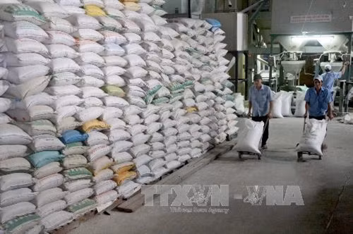 Vận chuyển gạo vào kho chuẩn bị cho xuất khẩu tại Công ty Lương thực Long An. Ảnh: Đình Huệ - TTXVN