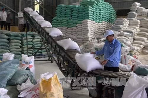 Vận chuyển gạo vào kho chuẩn bị cho xuất khẩu tại Công ty Lương thực Long An. Ảnh: Đình Huệ - TTXVN