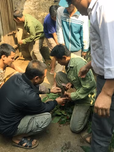 Một đội khai thác đang thu hoạch nhung hươu.