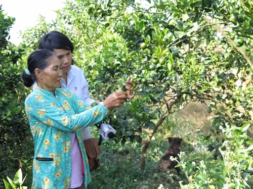 Bà Nguyễn Thị Kê bên vườn quýt 6.000 m2 tại thành phố Vị Thanh (Hậu Giang) có nguy cơ thiếu nước ngọt để tưới.