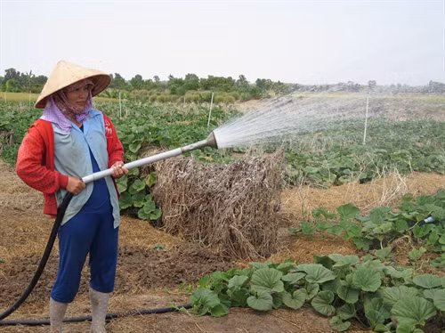 Chị Nguyễn Thị Hương đang lấy nước nhiễm mặn tưới ruộng bầu tại huyện Gò Công Đông, tỉnh Tiền Giang.