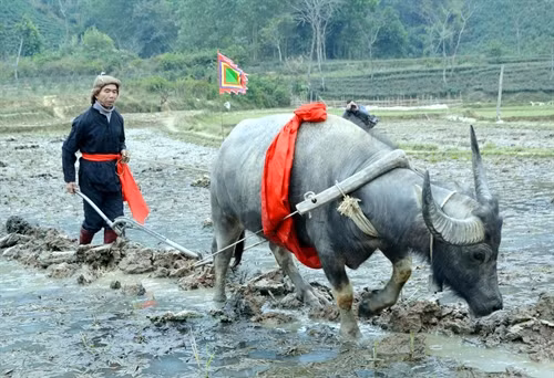 Lễ tịch điền (cày những đường cày đầu tiên trong năm mới)
