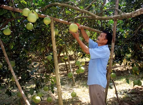 Bưởi đường Xuân Vân được công nhận thương hiệu từ năm 2014.