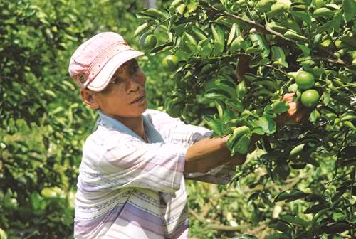Chanh không hạt là loại cây dễ trồng, ít sâu bệnh và không tốn nhiều công chăm sóc Chanh không hạt hiện là một trong 10 sản phẩm nông nghiệp chủ lực của tỉnh Hậu G