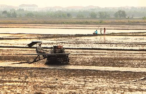 Kinh nghiệm bón phân cho lúa ngắn ngày vụ hè thu ở Nam Bộ ảnh 2