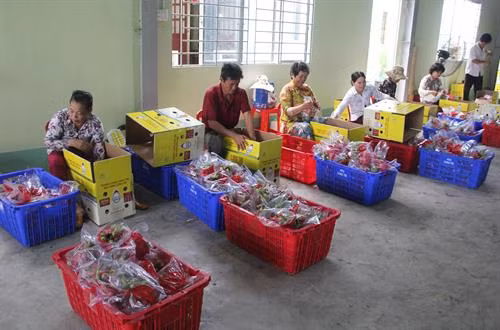 Đóng gói thanh long chuẩn bị mang đi xuất khẩu tại Hợp tác xã thanh long Long Trì (huyện Châu Thành, Long An). Ảnh: Trường Giang - TTXVN